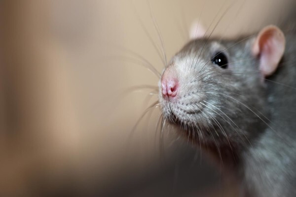 Flick Pest Control