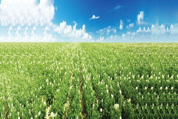 Nexus Ag (Pty) Ltd