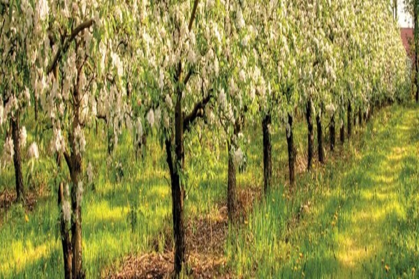 Nexus Ag (Pty) Ltd