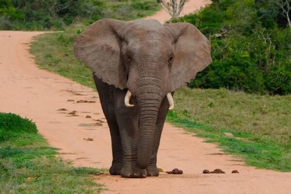 Bushlore Africa CC