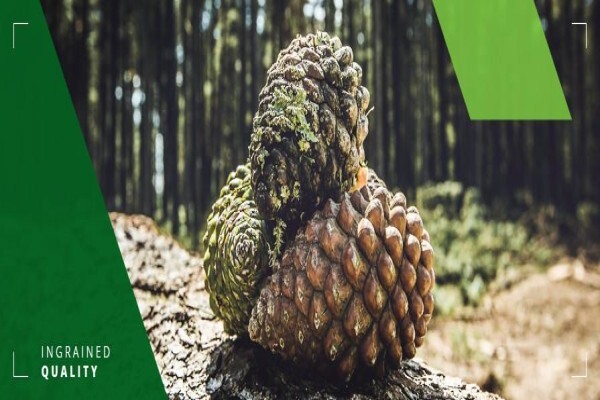 C J Rance (Pty) Ltd