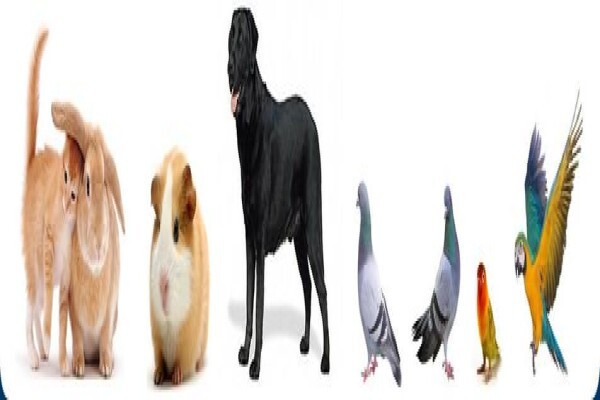 Campo Feeds & Seeds