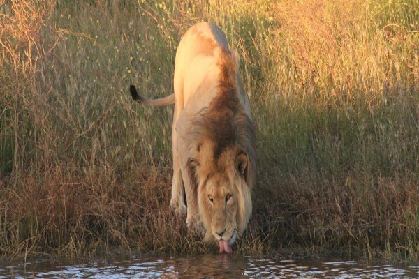 Garden Route Game Lodge