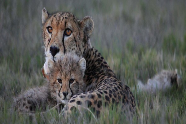 Garden Route Game Lodge
