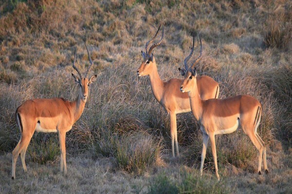 Garden Route Game Lodge