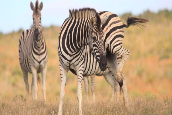 Garden Route Game Lodge