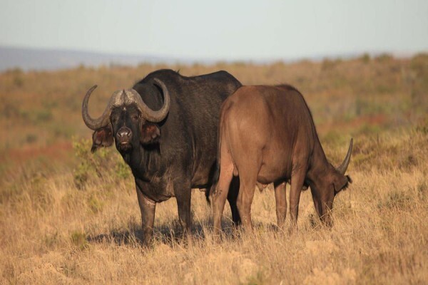 Garden Route Game Lodge