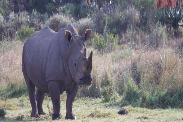 Garden Route Game Lodge