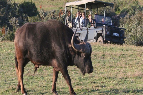 Garden Route Game Lodge