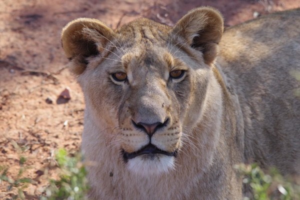 Buffelsdrift Game Lodge