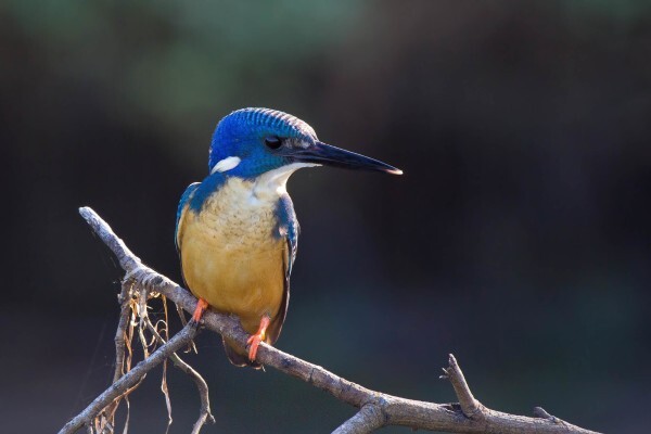 Sibuya Game Reserve