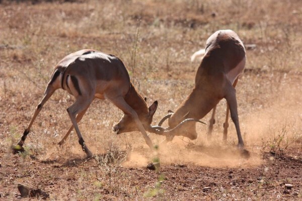 Pongola Game Reserve(North)