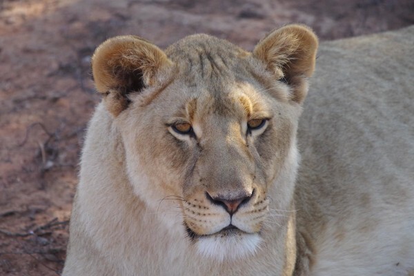 Buffelsdrift Game Lodge