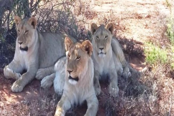 Buffelsdrift Game Lodge