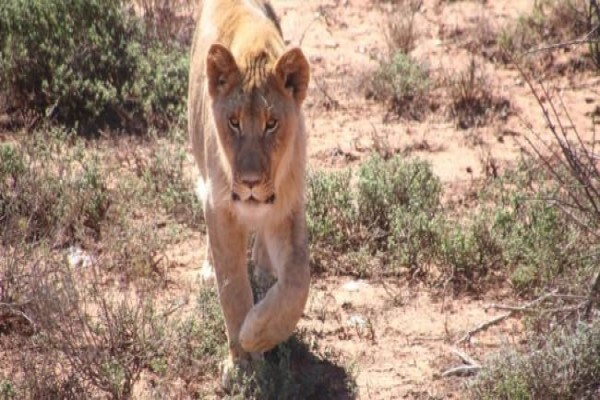 Buffelsdrift Game Lodge