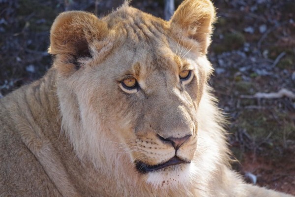Buffelsdrift Game Lodge