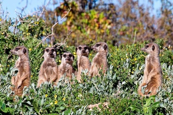 Buffelsdrift Game Lodge