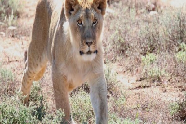 Buffelsdrift Game Lodge