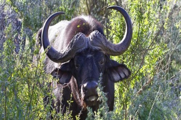 Buffelsdrift Game Lodge
