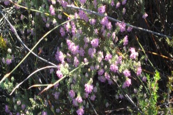 Cape West Coast Biosphere Reserve
