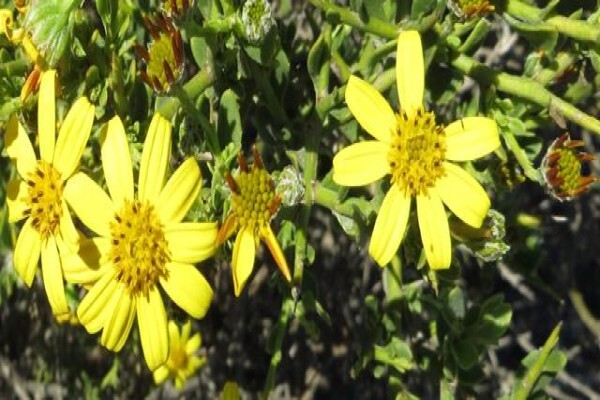 Cape West Coast Biosphere Reserve