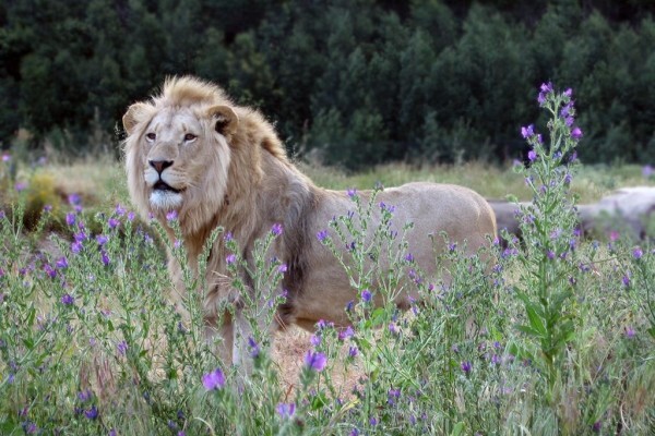 Fairy Glen Game Reserve & Safaris