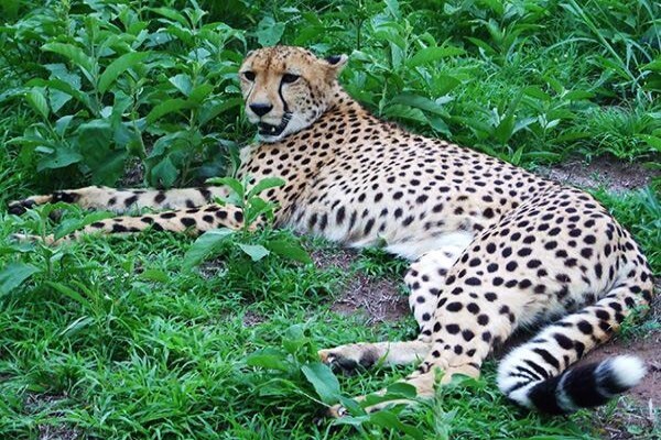 Isinkwe Safaris & Bushcamp