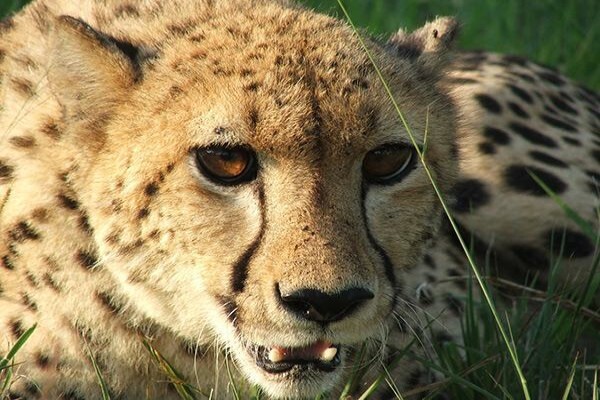 Isinkwe Safaris & Bushcamp
