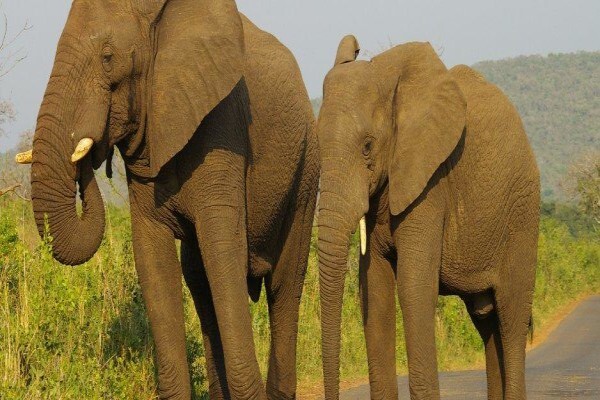 Isinkwe Safaris & Bushcamp