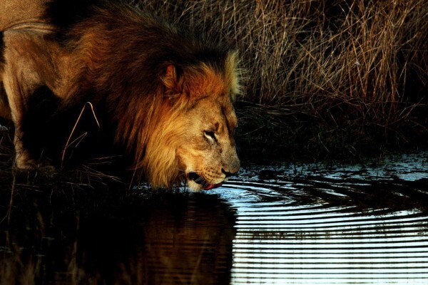 Sibuya Game Reserve