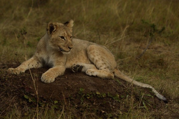 Sibuya Game Reserve