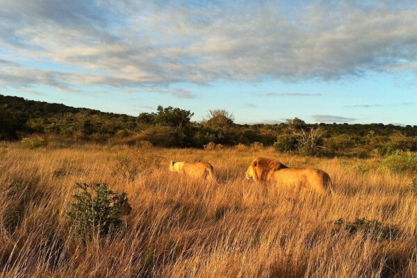 Sibuya Game Reserve