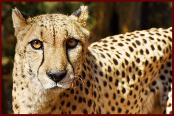 De Wildt Shingwedzi Cheetah Ranch