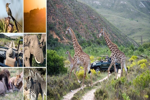 Gondwana Game Reserve