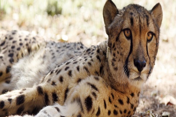 De Wildt Shingwedzi Cheetah Ranch