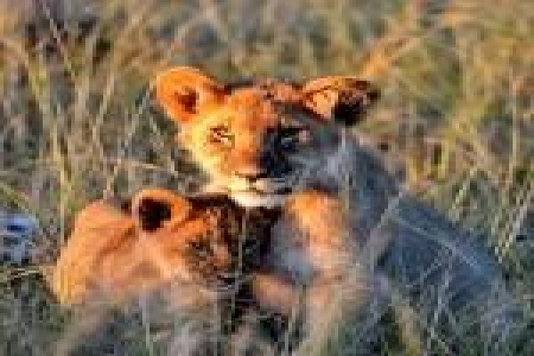 Gondwana Game Reserve