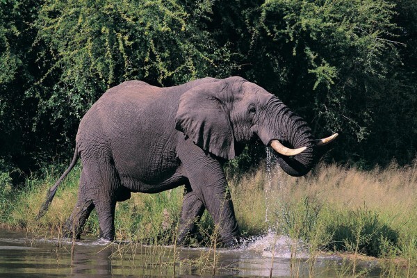 Mongena Game Lodge (Pretoria)