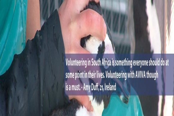 Aviva