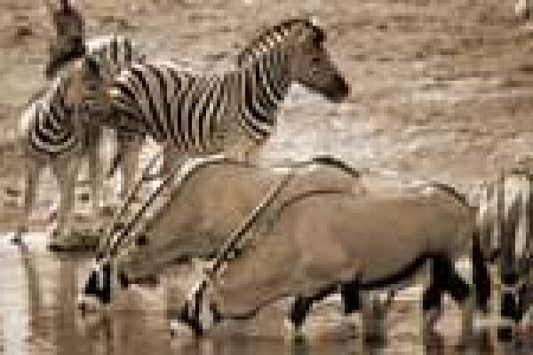 Table Bay Diving & Day Tours & Safaris