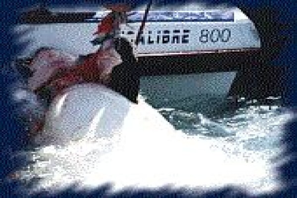 Table Bay Diving & Day Tours & Safaris