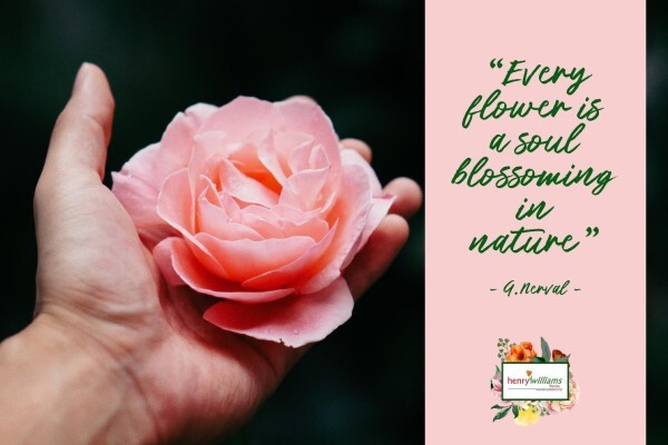 Henry Williams Florist:BRANCHES:Northern Suburbs