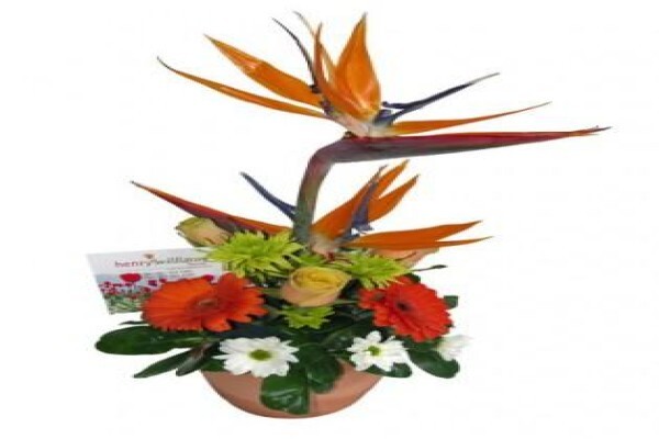 Henry Williams Florist:BRANCHES:Northern Suburbs