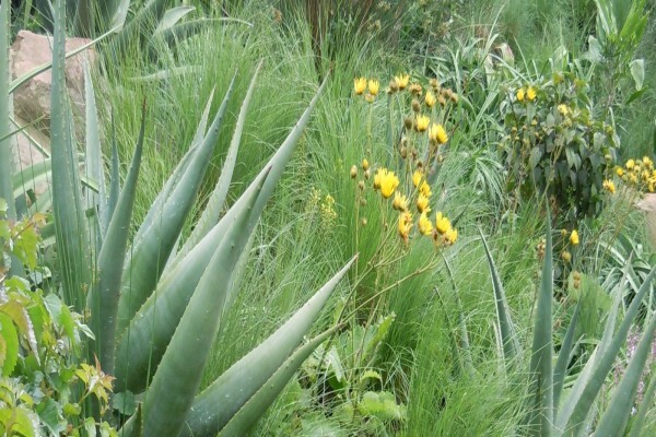 Jo-Anne Hilliar Landscape Design Consultants