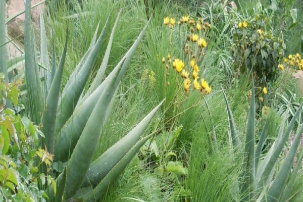 Jo-Anne Hilliar Landscape Design Consultants