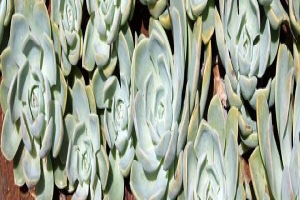 Executive Landscaping