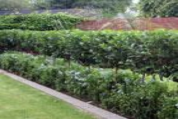 Executive Landscaping