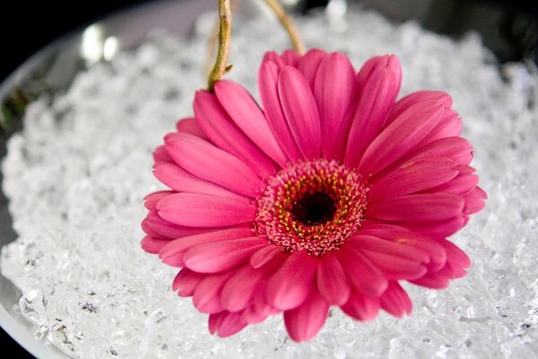 Cape Floral Designs