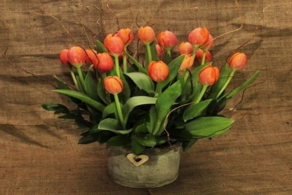 More Flowers (Parkmore)