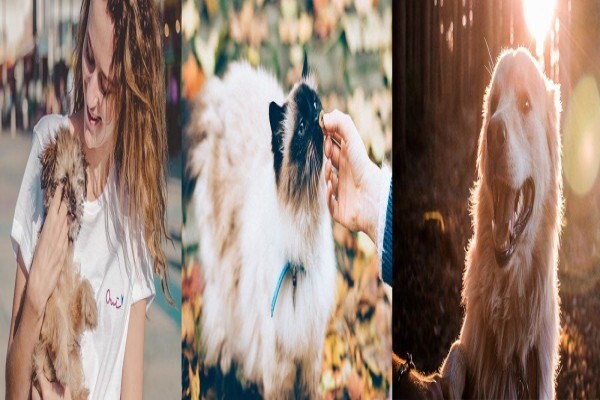 Global Paws