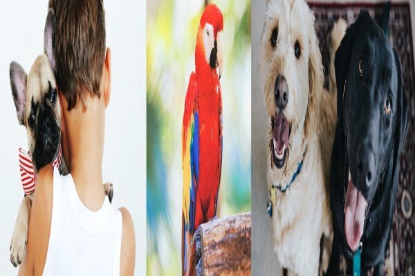 Global Paws